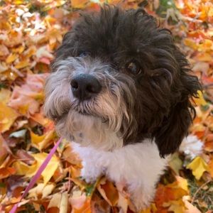 Meet your Posher, Tracey